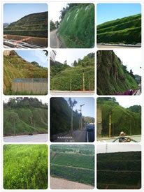 吴江边坡绿化
