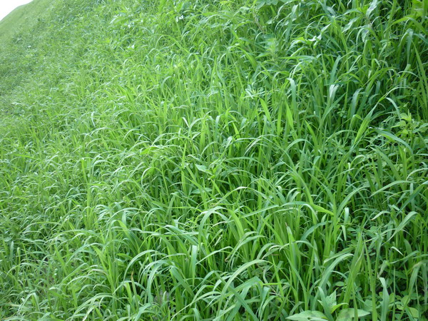 边坡绿化种植